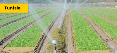 Assessment of the theoretical water needs of plants to support irrigation management in the Governorate of Manouba, Tunisia